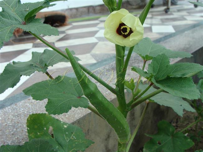  Flowering branch